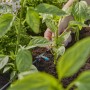 Gardena gocciolatore in linea in uso: Irrigazione precisa nel sistema micro-goccia per piante sane.