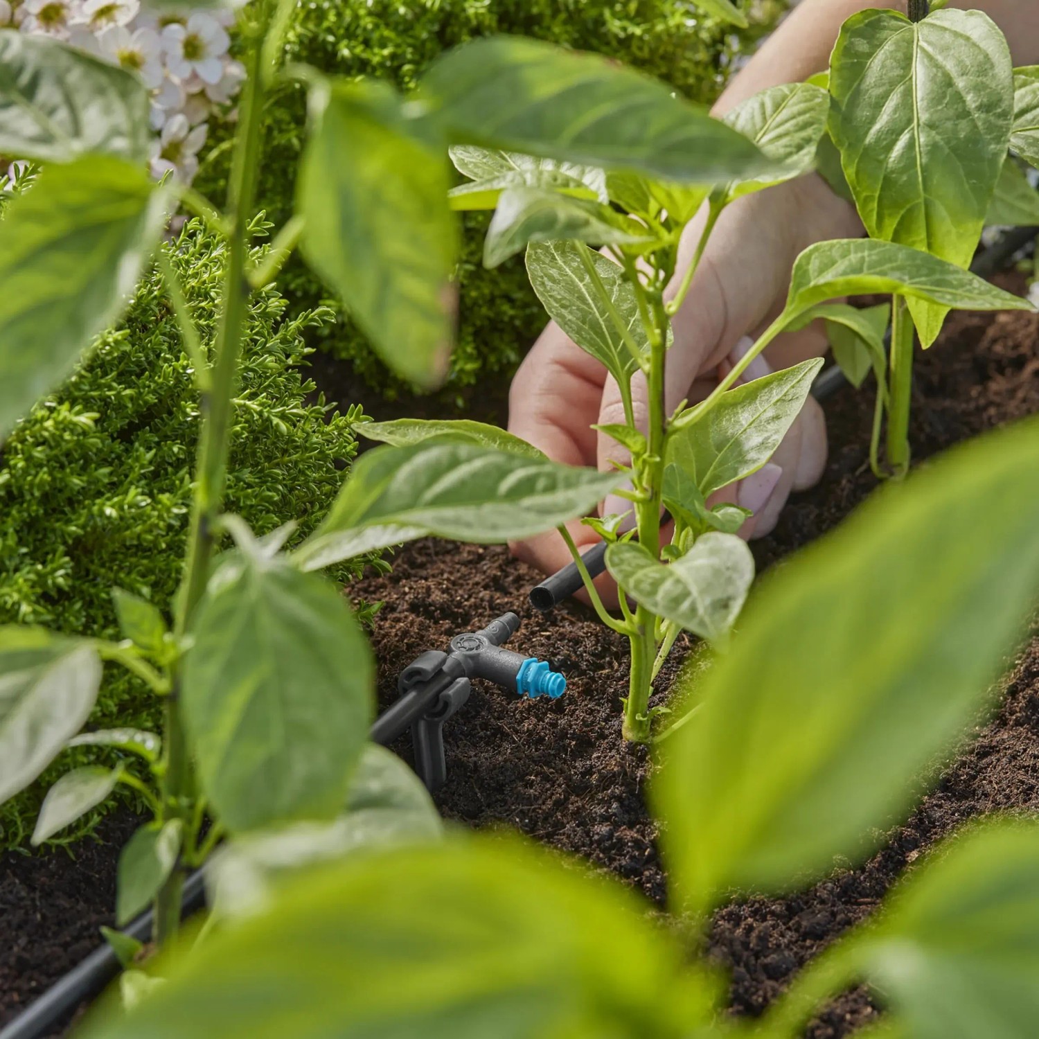 Gardena gocciolatore in linea in uso: Irrigazione precisa nel sistema micro-goccia per piante sane.