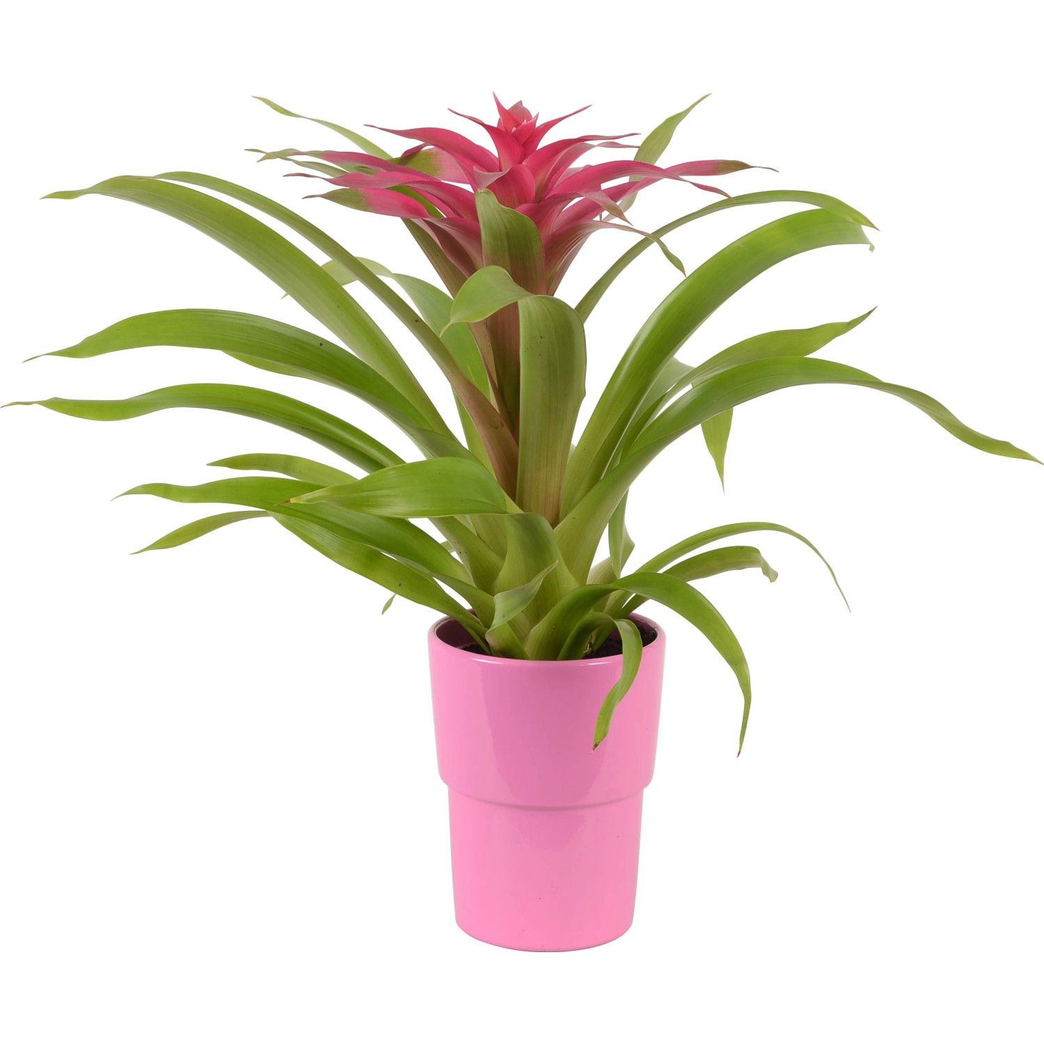 Mix di bromelie in vaso di ceramica rosa, ca. 13 cm Ø. Pianta d'appartamento decorativa con fiore rosso.
