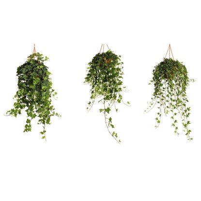 Hedera Verde Vaso 19 cm