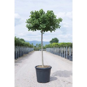 Ginkgo Biloba ad alberello in vaso, foglie verdi, altezza circa 150 cm.