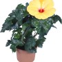 Ibisco rosa Hawaii Mix in vaso, fiore giallo. Pianta fiorita esotica per interni e balcone.
