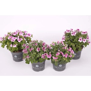 t.b.t. fiorita in vaso, un'aggiunta attraente per il giardino o il balcone.