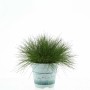 t.b.t. Erba ornamentale in vaso, ideale per giardini rocciosi e design naturale.