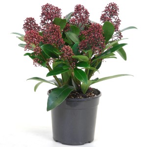 Skimmia Rubella in vaso, altezza circa 25-30 cm, con boccioli rosa e foglie verdi.