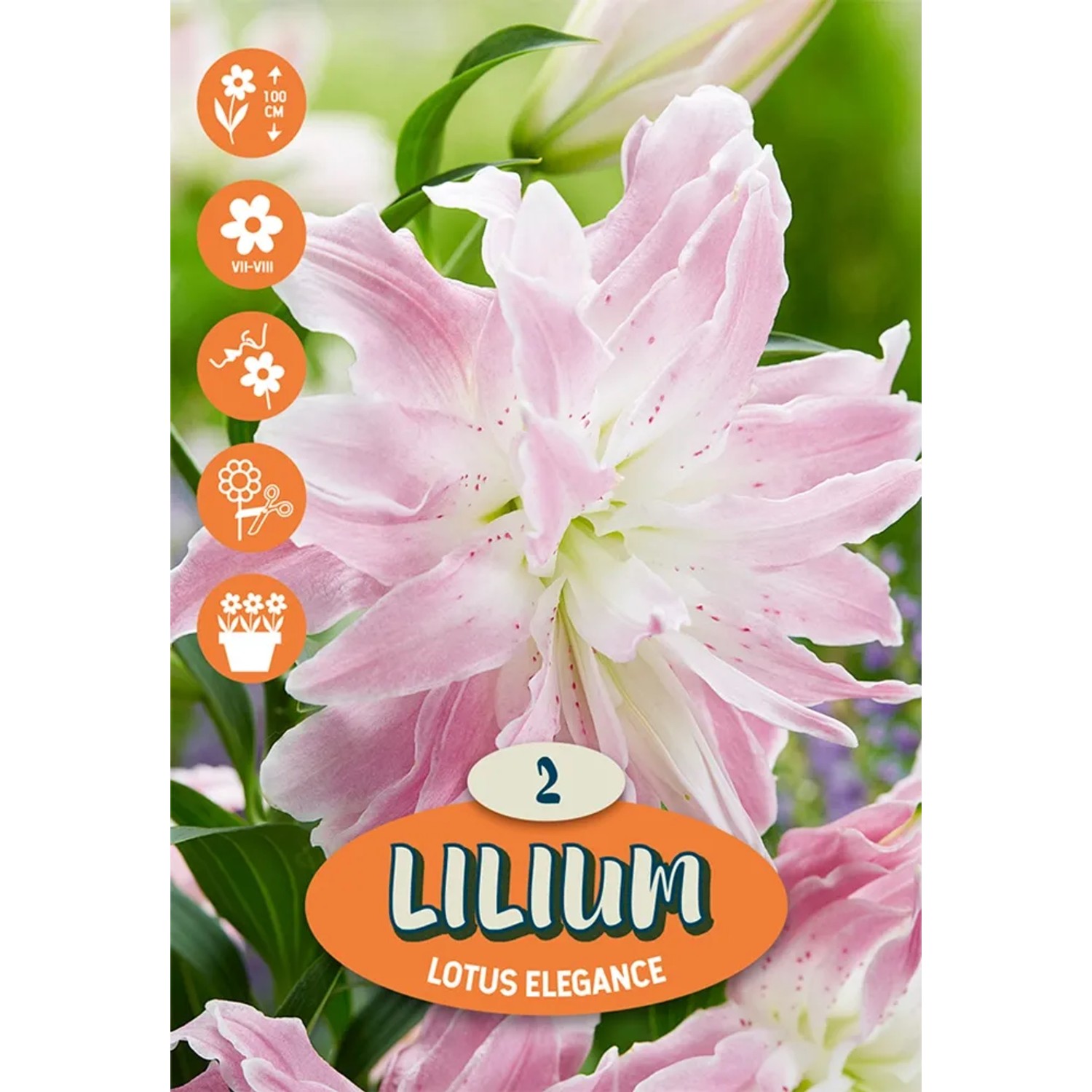 Primo piano del giglio rosa 'Broken Heart'. Fiore estivo per aiuole e vasi.