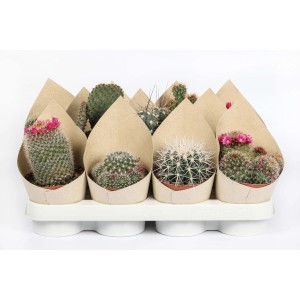 Vari cactus in un vassoio, alcuni fioriti, avvolti in involucri di carta.