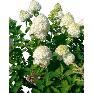 Ortensia paniculata bianca in giardino, dettaglio delle infiorescenze.