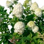 Ortensia paniculata bianca in giardino, dettaglio delle infiorescenze.