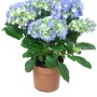 Ortensia da interno blu-verde in vaso marrone, diametro vaso circa 14 cm.