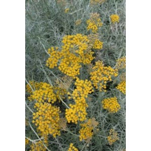 Infiorescenze gialle della pianta t.b.t., un arbusto decorativo per il giardino.