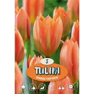 Primo piano del tulipano arancione 'Orange Emperor', un fiore primaverile per aiuole e vasi.