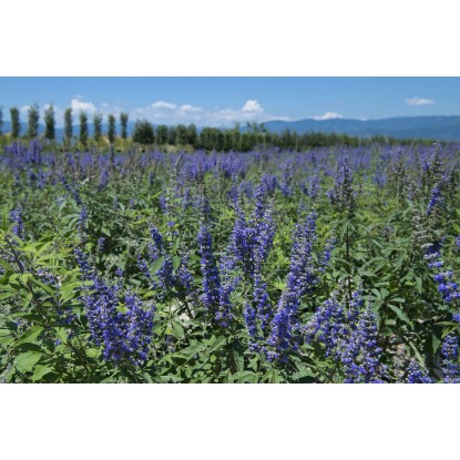 Vitex agnus-castus cespuglio