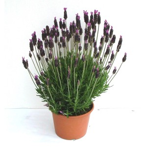 Lavanda 't.b.t.' in vaso con fiori viola.