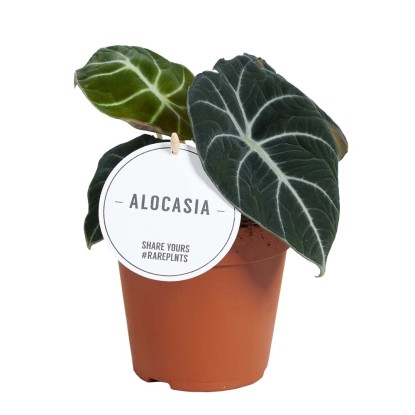 Alocasia Black Velvet vaso 12 cm
