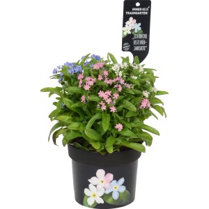 Nontiscordardimé tricolore 'Mon Amie' in vaso, ideale per la piantumazione primaverile.