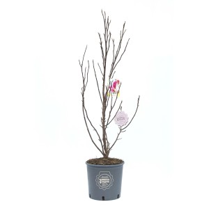Giovane magnolia (t.b.t.) in vaso, ancora senza foglie.