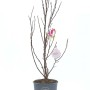 Giovane magnolia (t.b.t.) in vaso, ancora senza foglie.