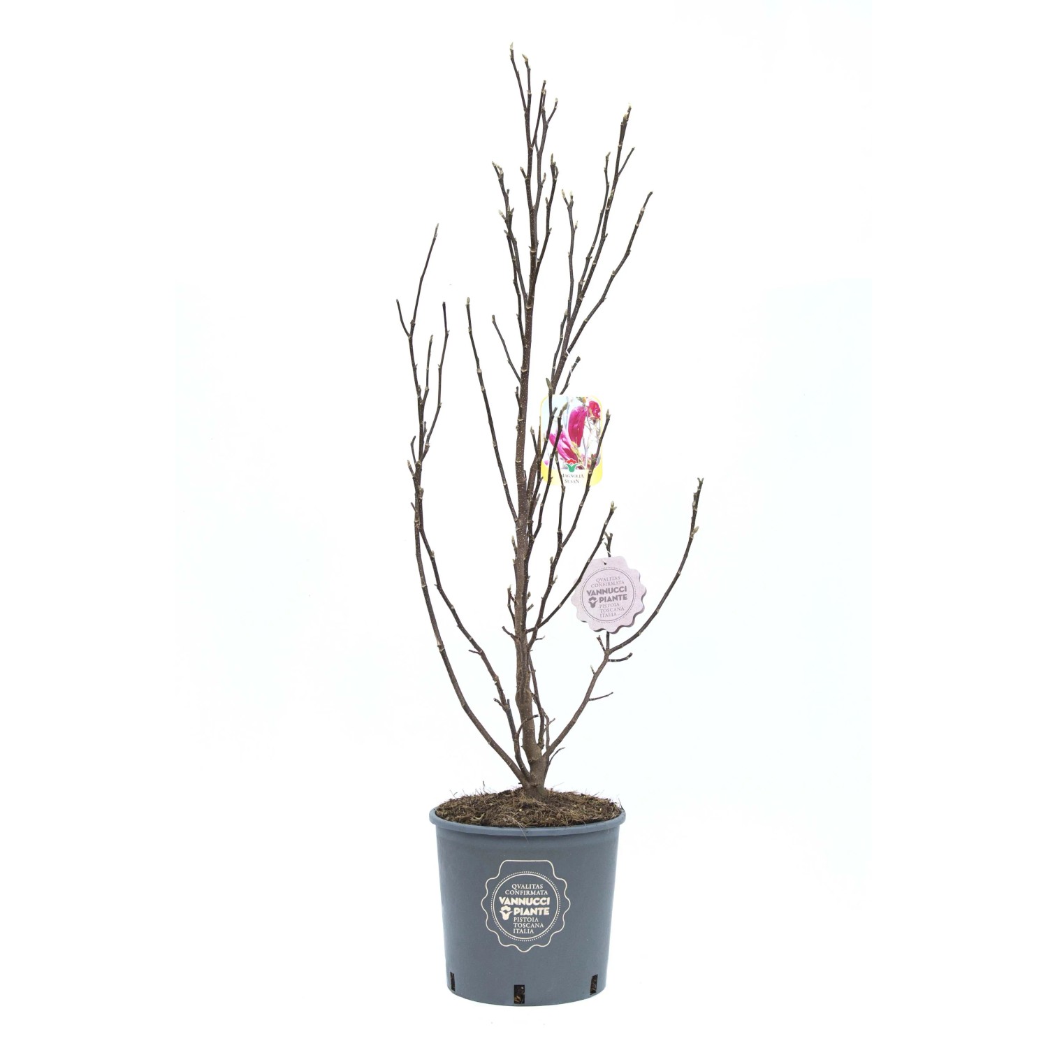 Giovane magnolia (t.b.t.) in vaso, ancora senza foglie.