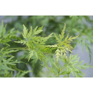 Primo piano di un acero giapponese verde (Acero) con foglie delicate.