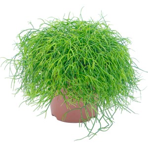 Succulenta verde Rhipsalis Cassutha in vaso marrone (Ø 10,5 cm).