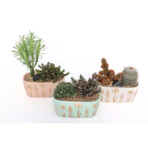Tre composizioni di piante grasse in vasi decorativi con motivo floreale.