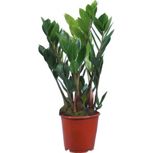 Zamioculcas in vaso marrone, ca. 12 cm di diametro, pianta d'appartamento, pianta verde.