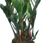 Zamioculcas in vaso marrone, ca. 12 cm di diametro, pianta d'appartamento, pianta verde.