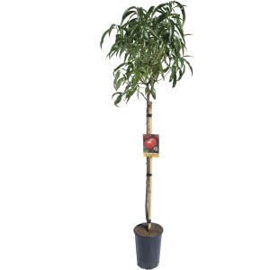 Albero di pesco in vaso, giovane pianta con foglie verdi.