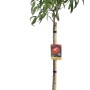 Albero di pesco in vaso, giovane pianta con foglie verdi.