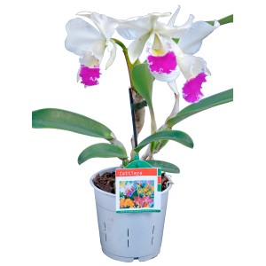 Orchidea Cattleya in vaso con fiori bianchi e labello rosa.