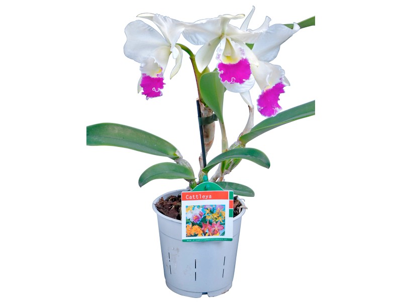 Vaso da fiori trasparente controllato dalla radice per la semina di  orchidee Cattleya con vaso da