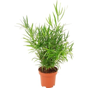 Asparago ornamentale in vaso, pianta d'appartamento verde con foglie delicate.