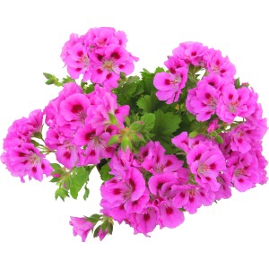 Pianta da balcone rosa con foglie verdi. Fiori decorativi per terrazza e balcone.