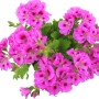 Pianta da balcone rosa con foglie verdi. Fiori decorativi per terrazza e balcone.