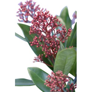 Skimmie Rubella in vaso con boccioli rosso-marroni e foglie verdi.