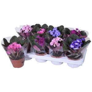 Piante invernali t.b.t. di vari colori in vassoio.