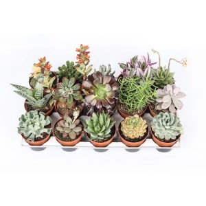 Diverse piante grasse disposte in vasi su un vassoio.