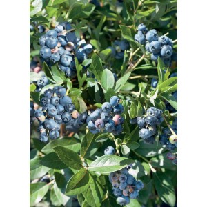 Cespuglio di mirtilli con bacche blu mature e foglie verdi. Albero da frutto.