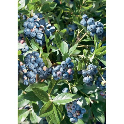 Vaccinium corymbosum - Mirtillo