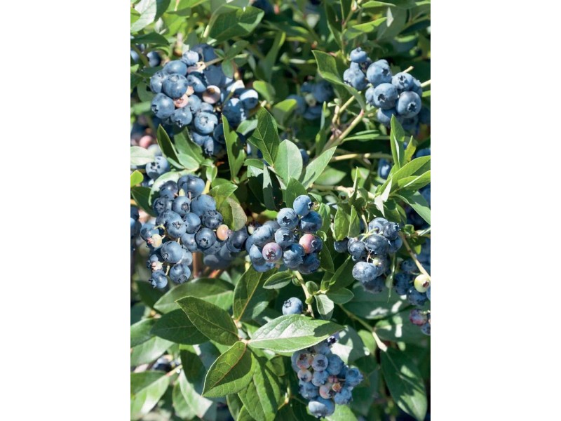 Pianta Di Mirtillo Vaccinum Corymbosum In Vaso - Mirtillo Americano Per Giardino | Pianta Da Esterno