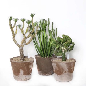 Piante grasse succulente vaso decorativo Ø 25 cm