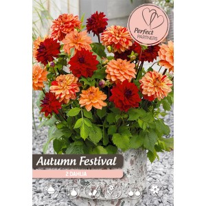 Mix di dalie Autumn Festival con fiori rossi e arancioni in vaso.