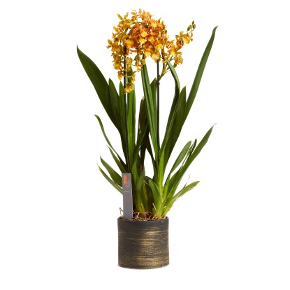 Orchidee mix 1 ramo vaso in ceramica Ø cm 12