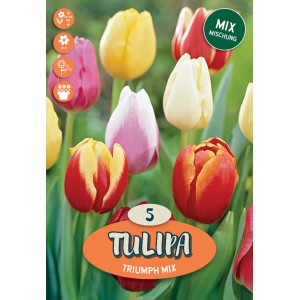 Mix di tulipani Triumph colorati: Bulbi da fiore per il giardino.