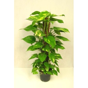 Pothos con tutore H 100 cm