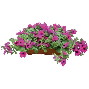 Rigogliosa pianta da balcone rosa t.b.t. in un vaso. Ideale per terrazzi e balconi.