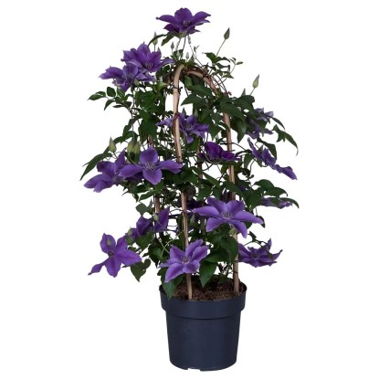 Clematis Garland vaso 19 cm
