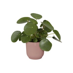 Vaso Elho Vibes Fold, Ø 25 cm, rosa tenue, con pianta. Vaso moderno per interni.