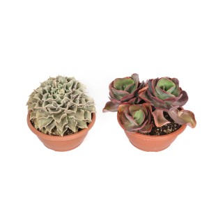 Due diverse piante grasse t.b.t. in vaso. Piante da interno decorative.